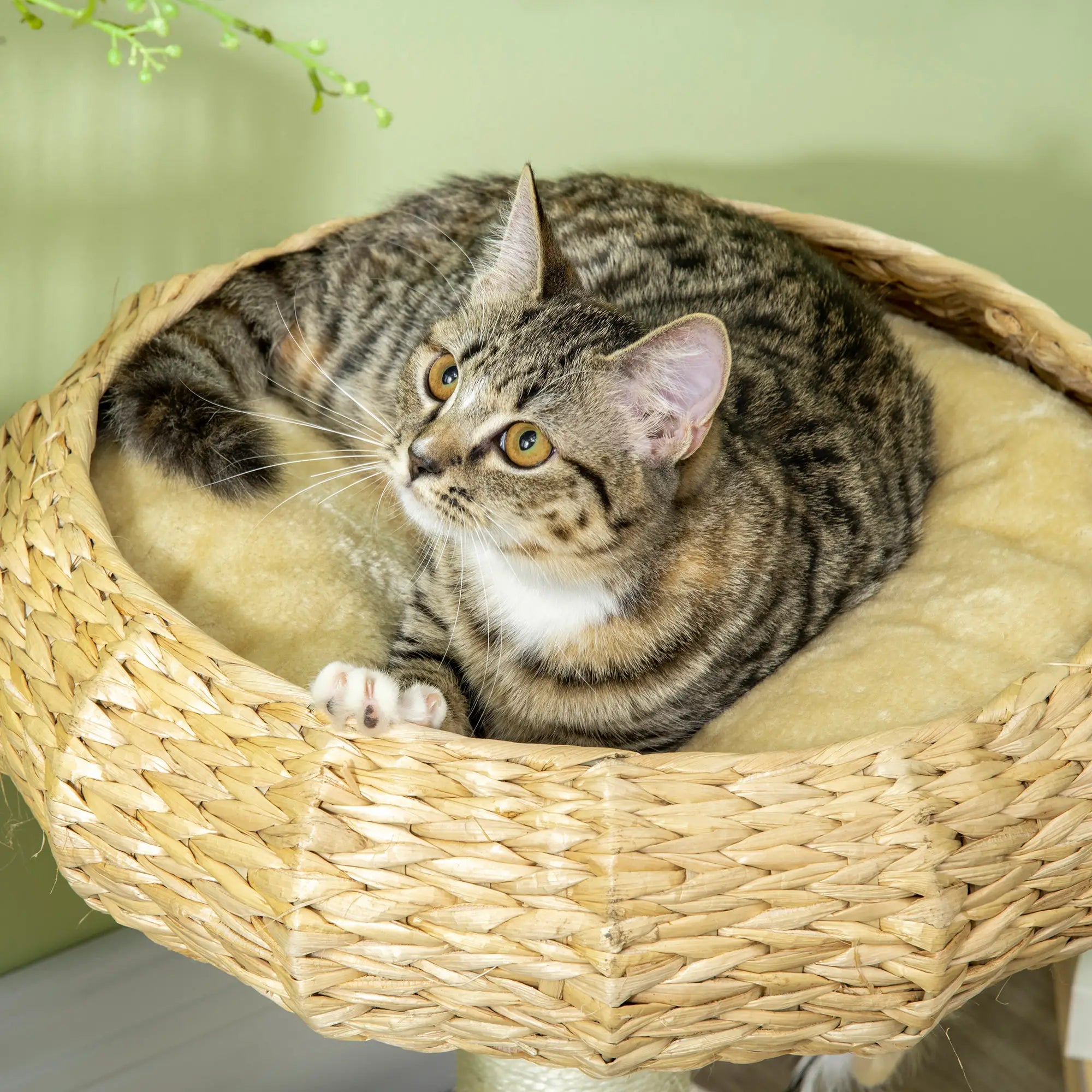 51cm Cat Tree Kitten Tower, with Sisal Scratching Post, Top Bed, Toy Ball