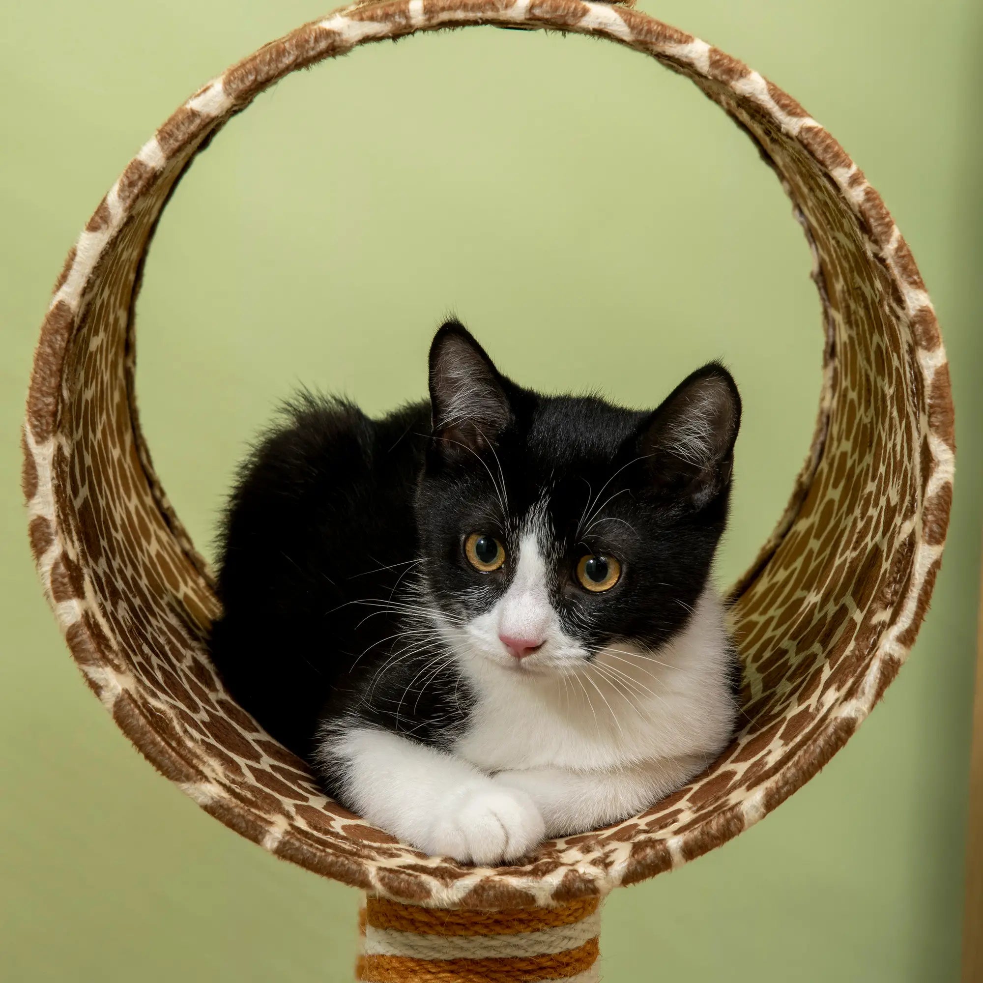 Giraffe-Designed Cat Tree, with Scratching Posts, Cat Tunnel, Toy Ball - Beige