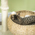 72cm Cat Tree Kitten Tower, with Sisal Scratching Post, Two Beds, Toy Ball