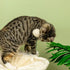 Cat Tree, with Scratching Posts, Hammock, Toy Ball - Beige