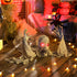 183 cm Life Size Halloween Animated Crawling Mummy with Glowing LED Eyes, 8/16H Timer, Scary Halloween Decorations, Battery Operated, Indoor Outdoor Party Props