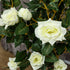 Set of Two Faux Rose Trees - White Bargain Clearance Centre