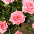 Set of 2 Artificial Plants Pink Rose Floral in Pot, Fake Plants for Home Indoor Outdoor Decor, 90cm Bargain Clearance Centre