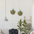 Set of Two Hanging Lisianthus Flower Pots - Pink/Green Bargain Clearance Centre