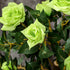 Set of Two Faux Rose Trees - Green Bargain Clearance Centre