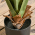 Artificial Plants Agave Succulent in Pot Desk Fake Plants for Home Indoor Outdoor Decor, 15x15x90cm, Green Bargain Clearance Centre